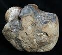 Fox Hills Ammonite Concretion - Multiple Species #2064-4